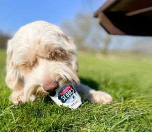 Dog enjoying Marshfield dog ice cream from a tub on grass at an outdoor dog show event Photo Credit: Marshfield Farm